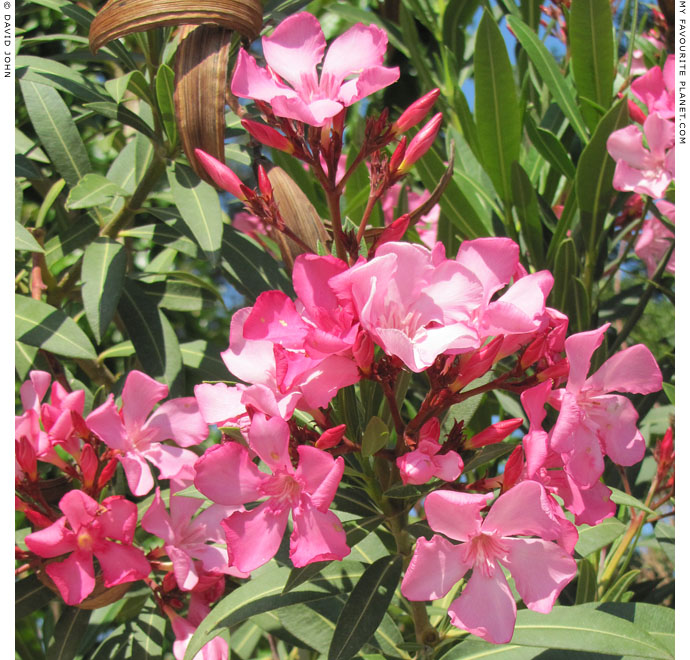 Oleander bush near Kusadasi, Turkey at The Cheshire Cat Blog