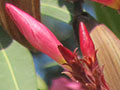 Ionian Spring part 2 at The Cheshire Cat Blog Ionian Spring part 2 at The Cheshire Cat Blog