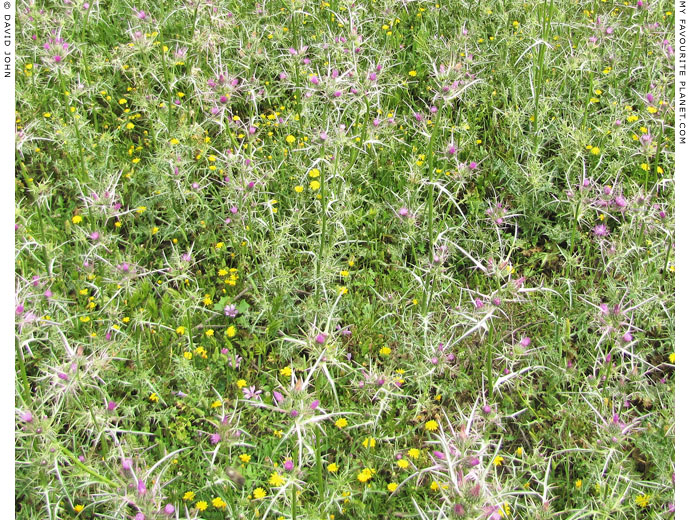 Thistles and dandelions in ancient Miletos, Turkey at The Cheshire Cat Blog