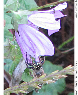 Insects on a flower in Guzelcamli, Turkey