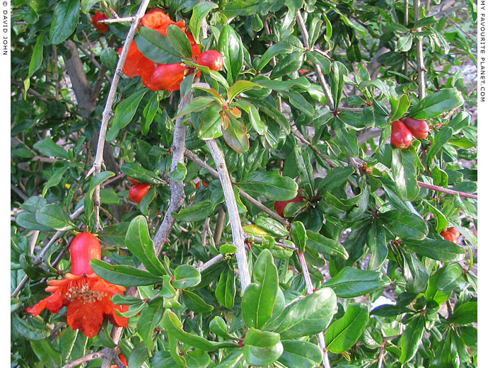 Red spring flowers growing in Guzelcamli, Turkey at The Cheshire Cat Blog