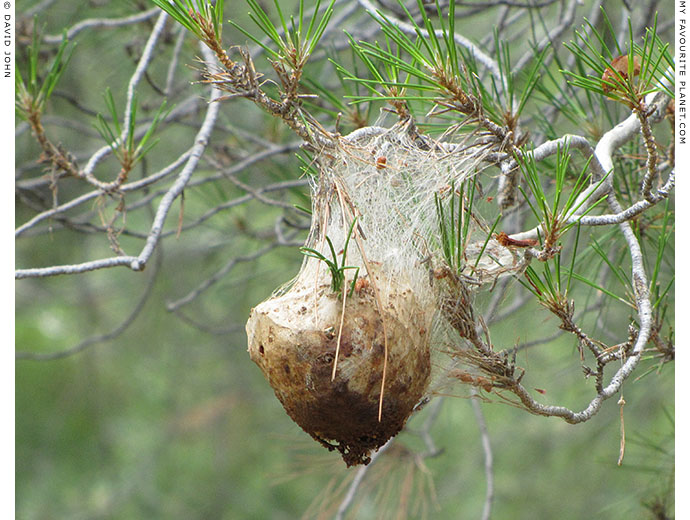 Spider apple in Priene, Turkey at The Cheshire Cat Blog