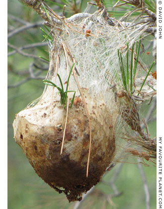 Strange fruit in Priene, Turkey