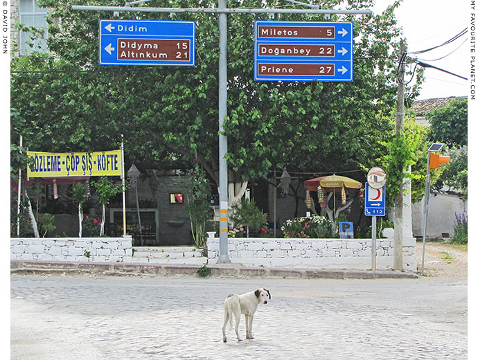 A white dog at the crossroads in Akköy village, Turkey at The Cheshire Cat Blog A white dog at the crossroads in Akköy village, Turkey at The Cheshire Cat Blog