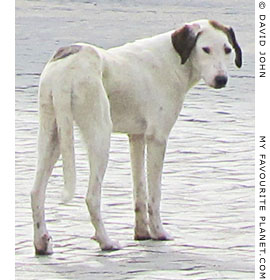 A white dog in Akköy village, Turkey A white dog in Akköy village, Turkey