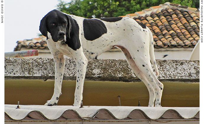 A dog on the roof of a shop in Akköy village, Turkey at The Cheshire Cat Blog A dog on the roof of a shop in Akköy village, Turkey at The Cheshire Cat Blog
