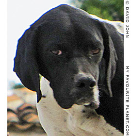 A watchdog in Akköy village, Turkey