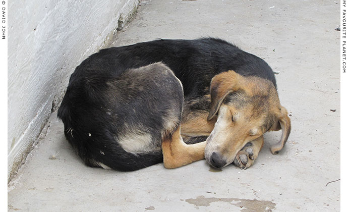 Sleeping dog in Akköy village, Turkey at The Cheshire Cat Blog Sleeping dog in Akköy village, Turkey at The Cheshire Cat Blog