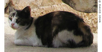 A local cat takes a break in Didyma, Turkey A local cat takes a break in Didyma, Turkey
