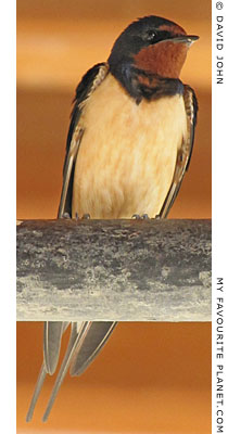 A swallow in the porch of the mosque in Didyma, Turkey