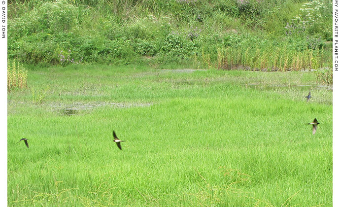 Swallows fly over the marshland around the Artemision, Ephesus, Turkey at The Cheshire Cat Blog Swallows fly over the marshland around the Artemision, Ephesus, Turkey at The Cheshire Cat Blog