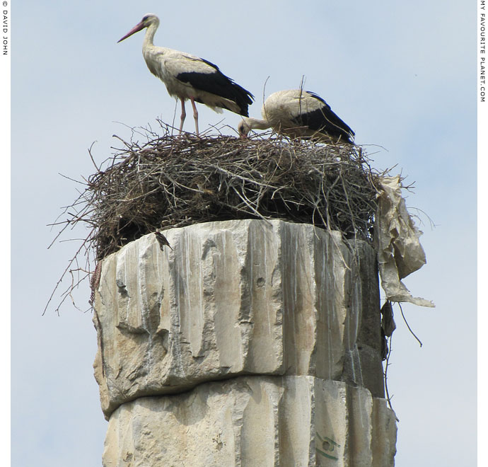 White storks nesting on a column of the Artemision in Ephesus, Selcuk, Turkey at The Cheshire Cat Blog White storks nesting on a column of the Artemision in Ephesus, Selcuk, Turkey at The Cheshire Cat Blog