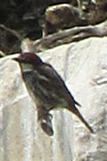 A sparrow on a column of the Artemision in Ephesus, Turkey A sparrow on a column of the Artemision in Ephesus, Turkey
