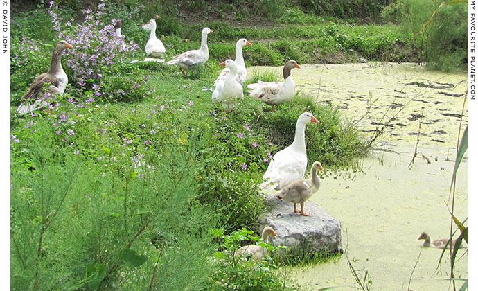 Geese in the flooded marshland around the Artemision, Ephesus, Turkey at The Cheshire Cat Blog Geese in the flooded marshland around the Artemision, Ephesus, Turkey at The Cheshire Cat Blog