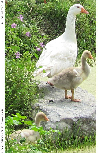 Adult goose and goslings in the Artemision, Ephesus, Turkey