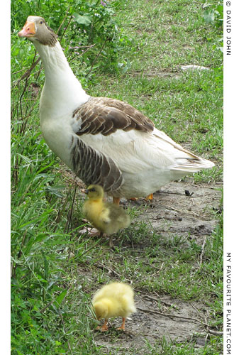 Mother goose and goslings in the Artemision, Ephesus, Turkey