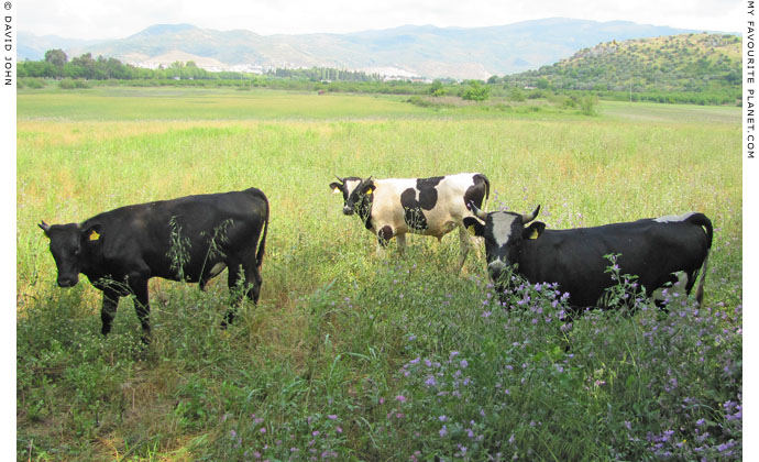 Cattle in Ephesus, Selcuk, Turkey at The Cheshire Cat Blog