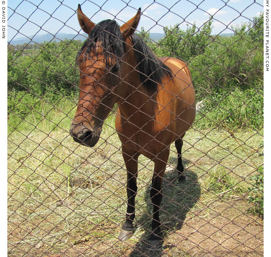 A chestnut-coloured horse in Epheus, Turkey at The Cheshire Cat Blog