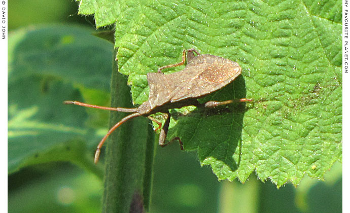 A bug on a leaf in Ephesus, Turkey at The Cheshire Cat Blog A bug on a leaf in Ephesus, Turkey at The Cheshire Cat Blog