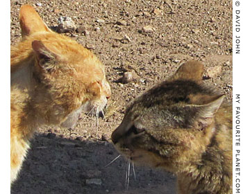 Two cats face-off, Ephseus, Turkey Two cats face-off, Ephseus, Turkey