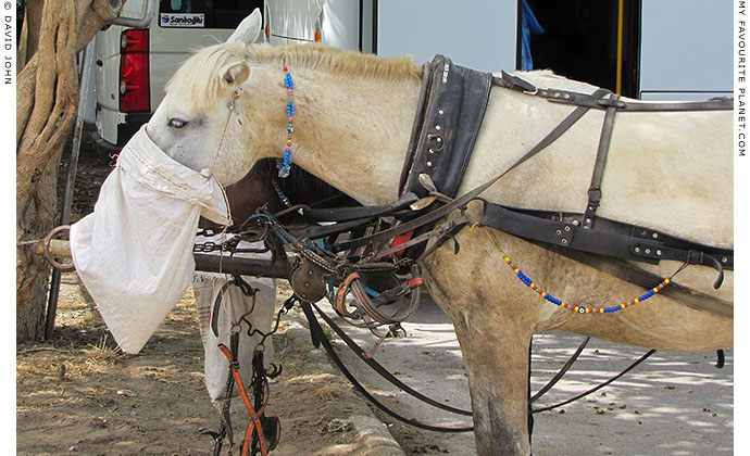 A horse feeding from a nosebag in Ephesus, Turkey at The Cheshire Cat Blog