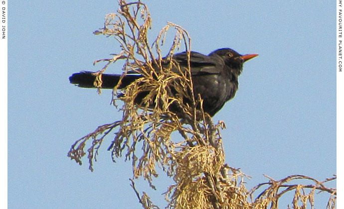 A blackbird in a tree in Ephesus, Turkey at The Cheshire Cat Blog A blackbird in a tree in Ephesus, Turkey at The Cheshire Cat Blog