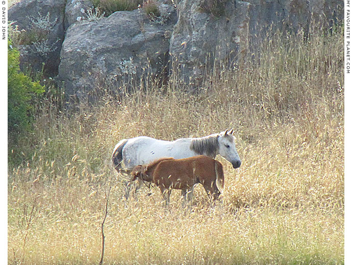 A mare and foal in a field near the Cave of the Seven Sleepers, Ephesus, Turkey at The Cheshire Cat Blog