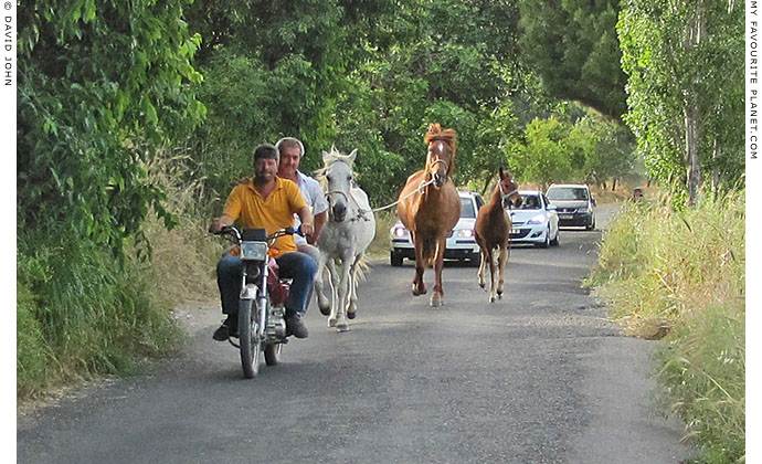 Horses running along a country road, near the Cave of the Seven Sleepers, Ephesus, Turkey at The Cheshire Cat Blog Horses running along a country road, near the Cave of the Seven Sleepers, Ephesus, Turkey at The Cheshire Cat Blog