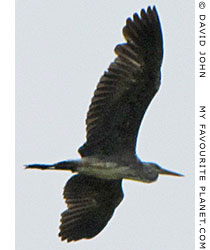 A heron flying over Miletos, Turkey at The Cheshire Cat Blog