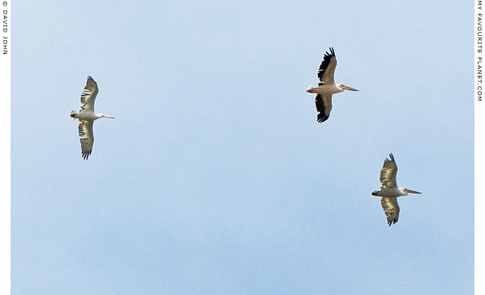 Pelicans flying over Miletos, Turkey at The Cheshire Cat Blog