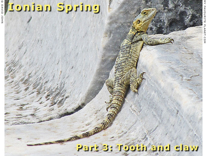 Starred agama lizard (Laudakia stellio) in the theatre of Miletos, Turkey at The Cheshire Cat Blog Starred agama lizard (Laudakia stellio) in the theatre of Miletos, Turkey at The Cheshire Cat Blog