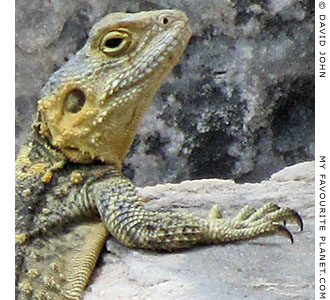 A starred agama lizard (Laudakia stellio) at his desk A starred agama lizard (Laudakia stellio) at his desk