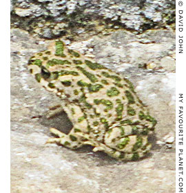 A green toad sits in the theatre of Miletos, Turkey A green toad sits in the theatre of Miletos, Turkey