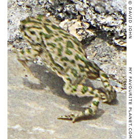 A jumping green toad in the theatre, Miletos, Turkey A jumping green toad in the theatre, Miletos, Turkey