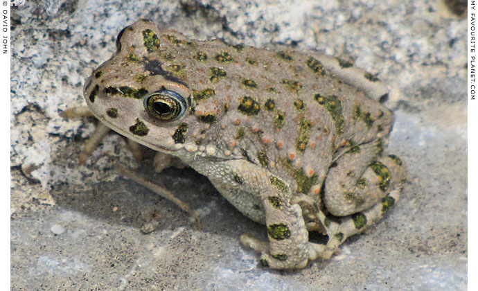 A green toad (Bufo viridis) in the theatre of Miletos, Turkey at The Cheshire Cat Blog A green toad (Bufo viridis) in the theatre of Miletos, Turkey at The Cheshire Cat Blog