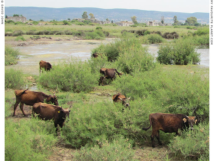 A herd of cows in the harbour of ancient Miletos, Turkey at The Cheshire Cat Blog