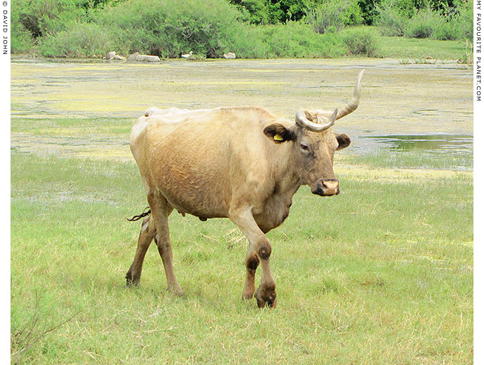 A cow with crooked horns in Miletos, Turkey at The Cheshire Cat Blog