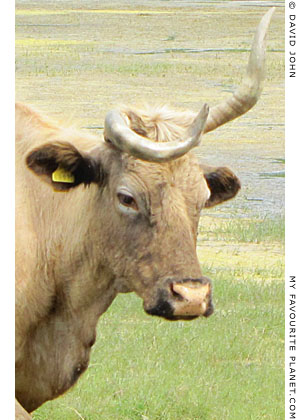 Cow with crooked horns, Miletos, Turkey Cow with crooked horns, Miletos, Turkey
