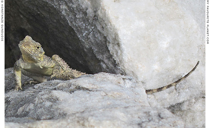 A starred agama lizard in the theatre of Miletos, Turkey at The Cheshire Cat Blog A starred agama lizard in the theatre of Miletos, Turkey at The Cheshire Cat Blog
