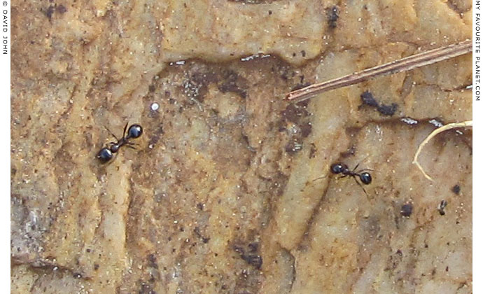 Ants on a slab of ancient marble in Guzelcamli, Turkey at The Cheshire Cat Blog Ants on a slab of ancient marble in Guzelcamli, Turkey at The Cheshire Cat Blog