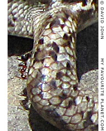 An ant on the arm of a snake-eyed lizard with no tail in Priene, Turkey An ant on the arm of a snake-eyed lizard with no tail in Priene, Turkey