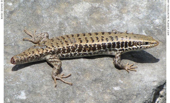 A snake-eyed lizard with no tail in Priene, Turkey at The Cheshire Cat Blog