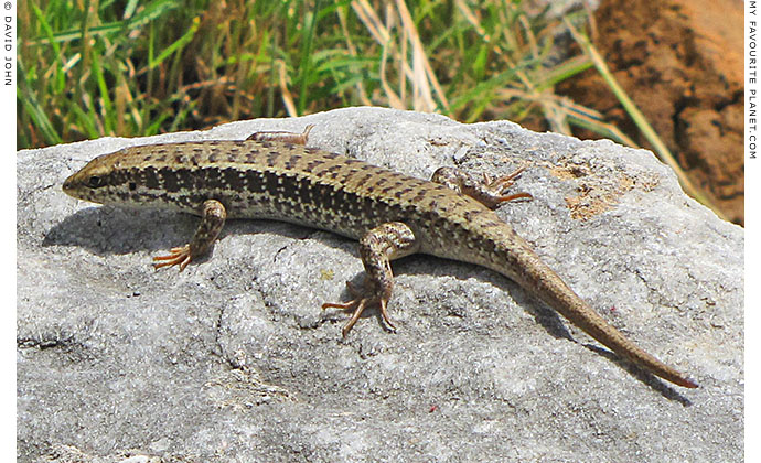 Snake-eyed lizard (Ophisops elegans) in the Upper Gymnasium, Priene, Turkey at The Cheshire Cat Blog