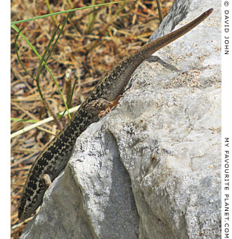 A snake-eyed lizard in Priene, Turkey