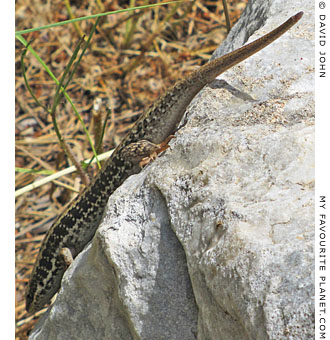 A snake-eyed lizard in Priene, Turkey A snake-eyed lizard in Priene, Turkey