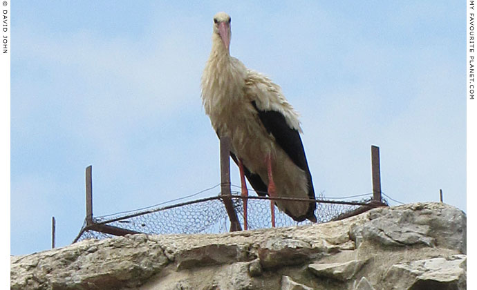 White stork on the arch of the aqueduct in Selcuk, Turkey at The Cheshire Cat Blog White stork on the arch of the aqueduct in Selcuk, Turkey at The Cheshire Cat Blog