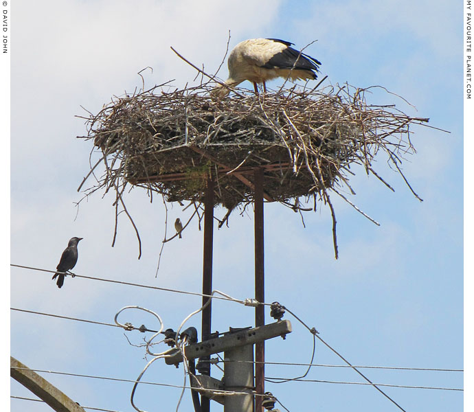 White stork cleaning its nest near the Ephesus Museum, Selcuk, Turkey at The Cheshire Cat Blog