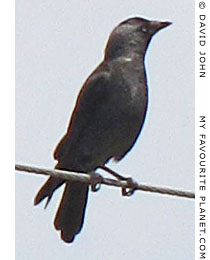 Bird on a telephone wire, Selcuk, Turkey Bird on a telephone wire, Selcuk, Turkey