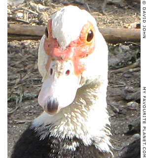 A surprised duck in Pella, Macedonia, Greece at The Cheshire Cat Blog
