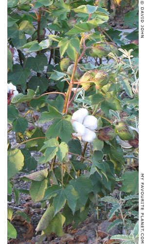 A cotton plant in Pella, Macedonia, Greece